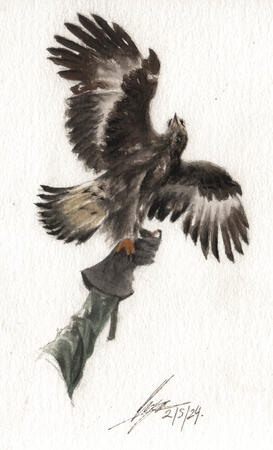Hawk | Watercolours